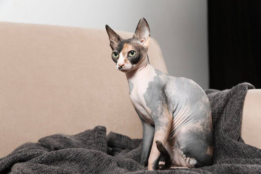 毛が生えない猫『ヘアレスキャット』６種　個性的な魅力や飼育のポイントもご紹介