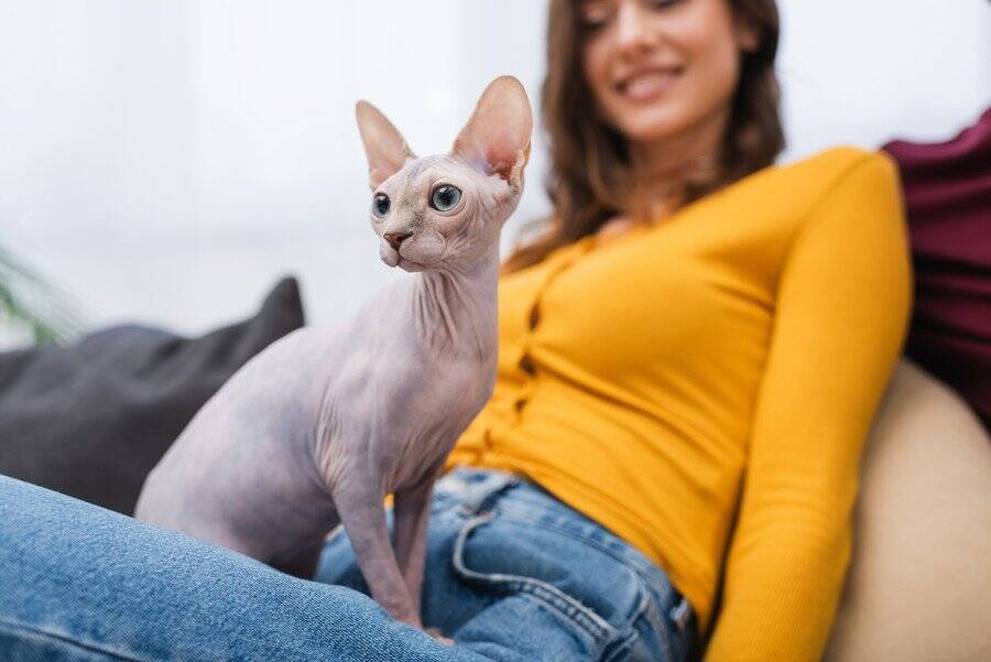 毛が生えない猫『ヘアレスキャット』６種　個性的な魅力や飼育のポイントもご紹介