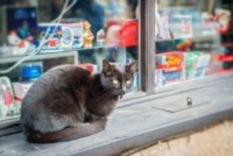 幸運の「当たりくじ」を呼ぶ猫たち　台湾と中国で、飼い主さんを幸せにする