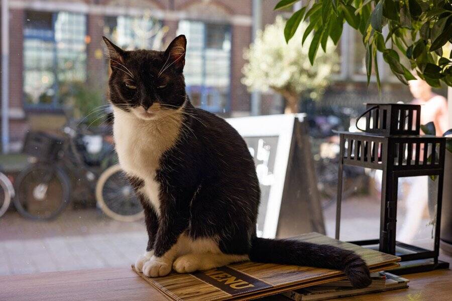 幸運の「当たりくじ」を呼ぶ猫たち　台湾と中国で、飼い主さんを幸せにする