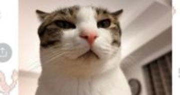 LINEに送られてきた『猫の姿』を見た結果…思わず吹き出した『予想外すぎる光景』が137万表示「真似したｗ」「爆笑」と絶賛