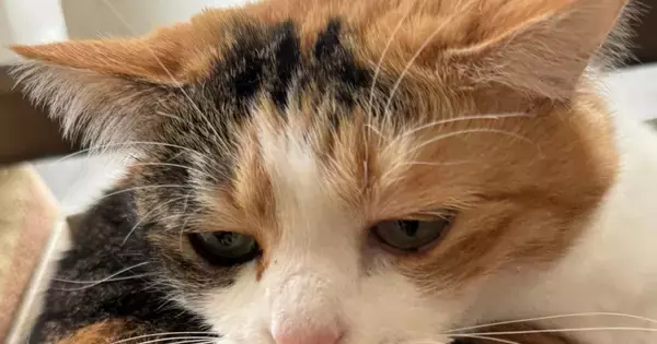 寝そべってリラックスしていた猫→そっと触れてみた結果…振り返った瞬間の『口元』がたまらないと２万いいね「可愛すぎる」「表情が好き」