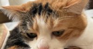 寝そべってリラックスしていた猫→そっと触れてみた結果…振り返った瞬間の『口元』がたまらないと２万いいね「可愛すぎる」「表情が好き」