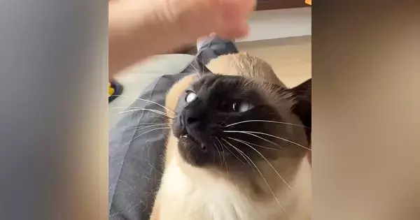 膝の上に乗る猫→頭をなでられると、『表情が変化』して……可愛すぎる反応に２万いいね「お口がもうたまらない」「臨戦態勢だったｗ」