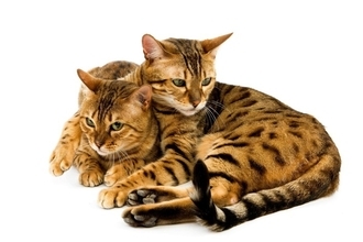 猫の『オス・メス』で変わる4つの特徴　それぞれ性格の傾向や上手な接し方