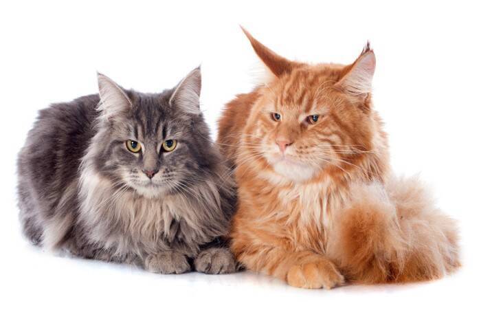 猫の『オス・メス』で変わる4つの特徴　それぞれ性格の傾向や上手な接し方