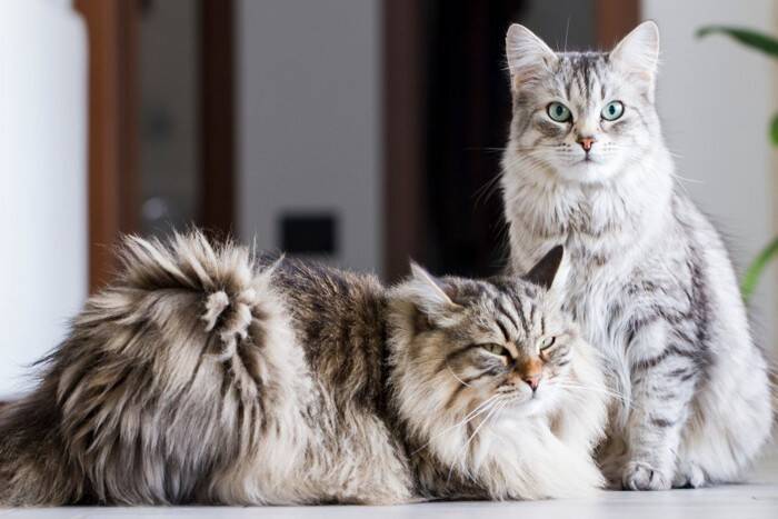 猫の『オス・メス』で変わる4つの特徴　それぞれ性格の傾向や上手な接し方