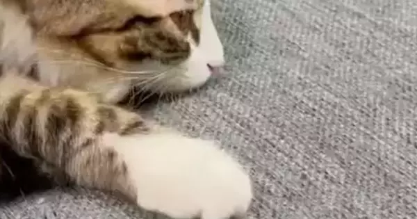 くつろぐ子猫を見たら→あまりにも『不思議なポーズ』をしていて…『衝撃の光景』に5万いいね「すごいことになってるｗ」「知恵の輪みたい」
