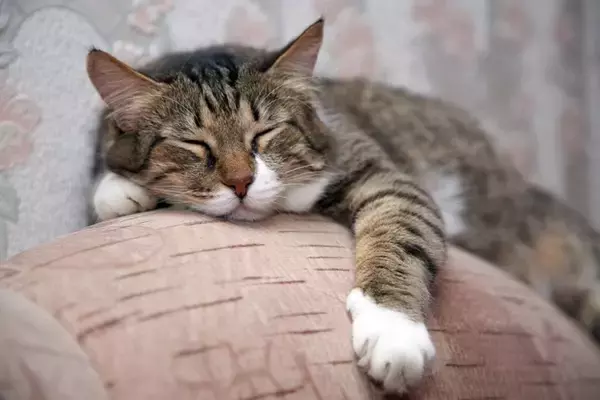 愛猫の老後のために備えたい『介護用品』5選　必要になる場面や活用のポイント