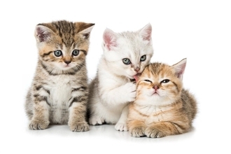 『社会化期の子猫』に慣れさせておくべきこと3選　性格形成にも影響が？大切な時期とされるワケ