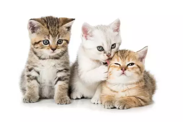 『社会化期の子猫』に慣れさせておくべきこと3選　性格形成にも影響が？大切な時期とされるワケ