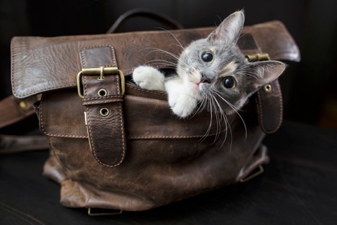 猫が『家族の外出』に気付ける理由4選　見抜かれているのはなぜ？接し方のポイントも