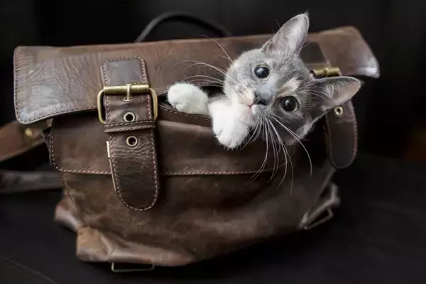 猫が『家族の外出』に気付ける理由4選　見抜かれているのはなぜ？接し方のポイントも