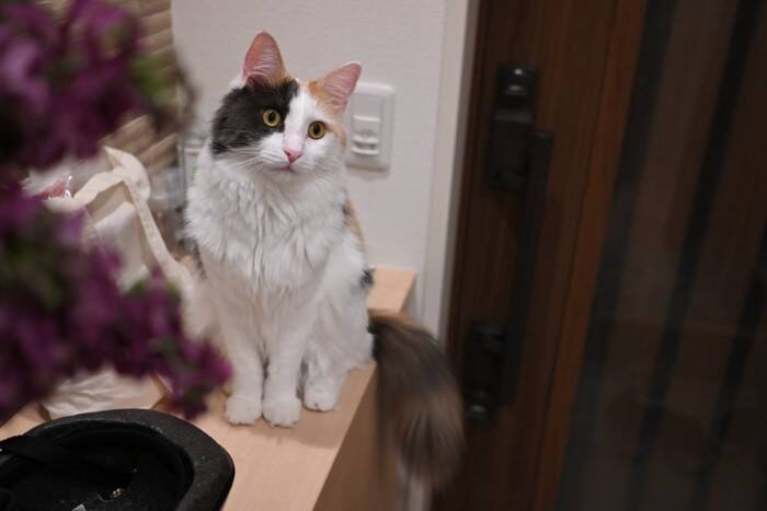猫が『家族の外出』に気付ける理由4選　見抜かれているのはなぜ？接し方のポイントも