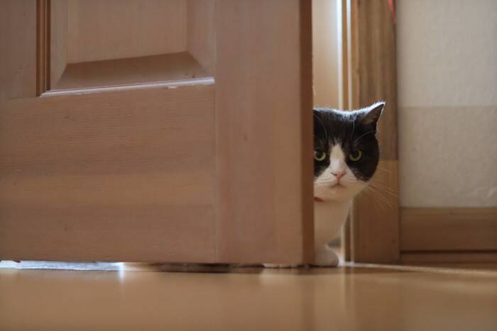 猫が『家族の外出』に気付ける理由4選　見抜かれているのはなぜ？接し方のポイントも