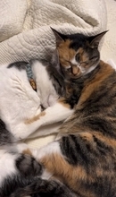 飼い主が泣いていたら、猫が……胸キュン必至な『まさかの光景』が47万再生「彼氏いらんなｗ」「めっちゃイケメン」と絶賛の声続出