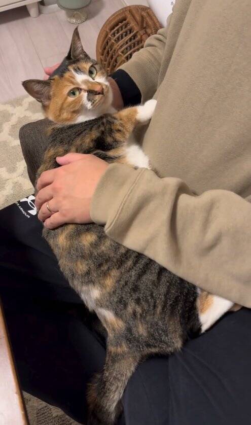 飼い主が泣いていたら、猫が……胸キュン必至な『まさかの光景』が47万再生「彼氏いらんなｗ」「めっちゃイケメン」と絶賛の声続出