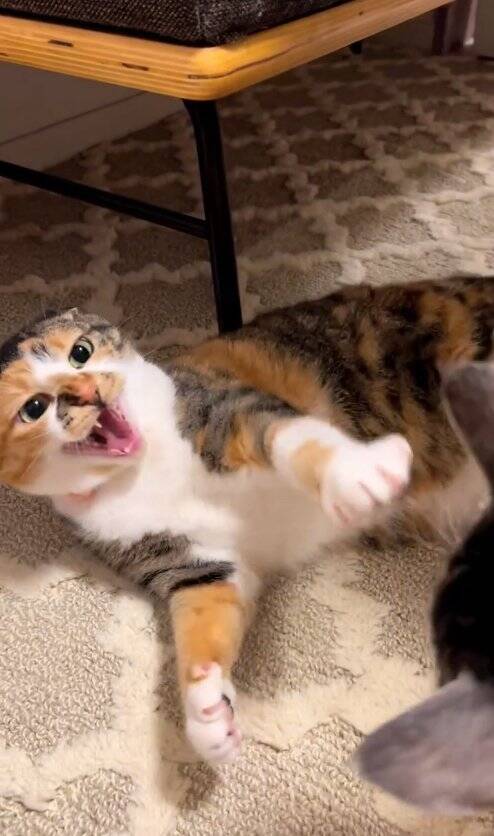 飼い主が泣いていたら、猫が……胸キュン必至な『まさかの光景』が47万再生「彼氏いらんなｗ」「めっちゃイケメン」と絶賛の声続出