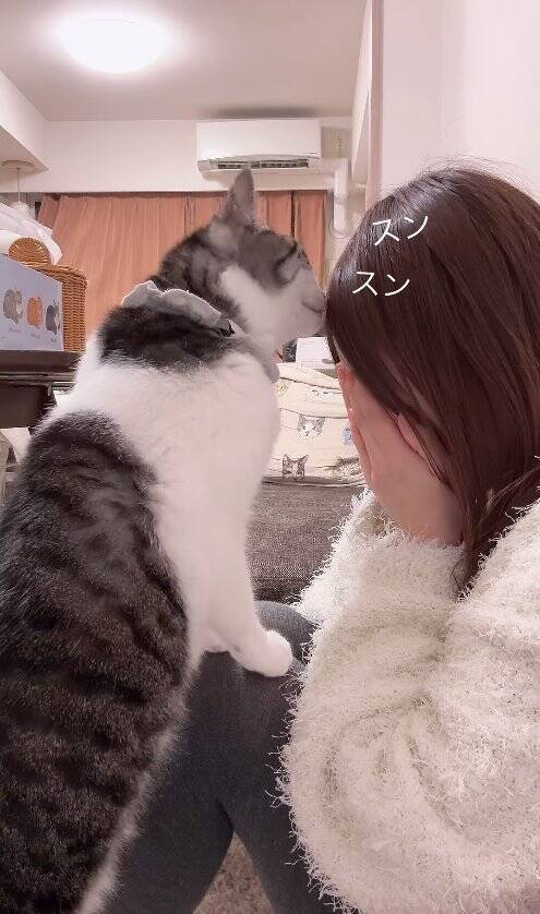 飼い主が泣いていたら、猫が……胸キュン必至な『まさかの光景』が47万再生「彼氏いらんなｗ」「めっちゃイケメン」と絶賛の声続出