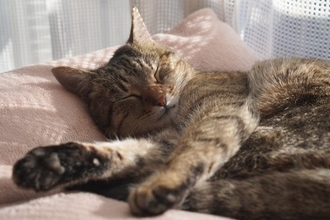 愛猫が『寝たきり』になったら…とるべき対応6選　食事やお世話とともに、心のケアも大切