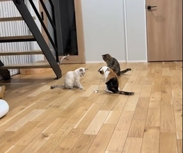先輩猫と2匹の子猫が『何かしている』と思ったら…131万再生された『まさかの方法で遊ぶ光景』に「賢すぎｗ」「本当にネコ？ｗ」と驚愕の声