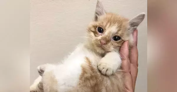 手のひらサイズだった保護子猫→出会った日から『４年』が経つと…すてきなビフォーアフターに感動「立派に育ったね」「今も昔もかわいい」