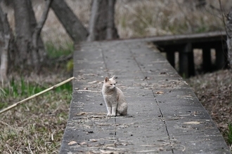 ベトナム戦争をともに生き延びた「同志」　猫と米人記者の13年におよぶ友情　