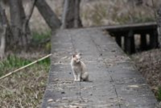 ベトナム戦争をともに生き延びた「同志」　猫と米人記者の13年におよぶ友情　