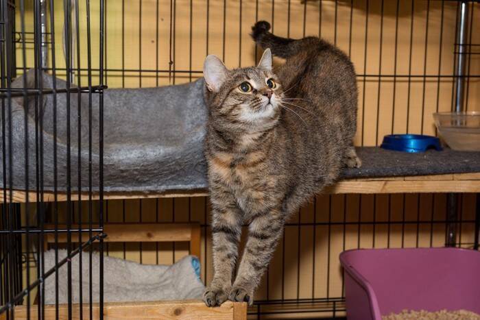 室内飼いの猫にも『ケージ』が役立つ理由4選　あると便利な場面や適切な活用法とは