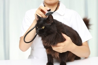 猫が『怖いと感じる場所』4選　苦手に感じる理由や安心させるための接し方まで