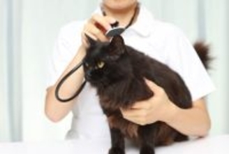 猫が『怖いと感じる場所』4選　苦手に感じる理由や安心させるための接し方まで