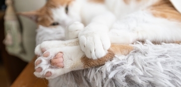 猫の『後ろ足が麻痺』したときに考えられる病気3選　命に関わるリスクから取るべき対処法まで解説