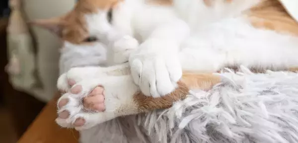 猫の『後ろ足が麻痺』したときに考えられる病気3選　命に関わるリスクから取るべき対処法まで解説