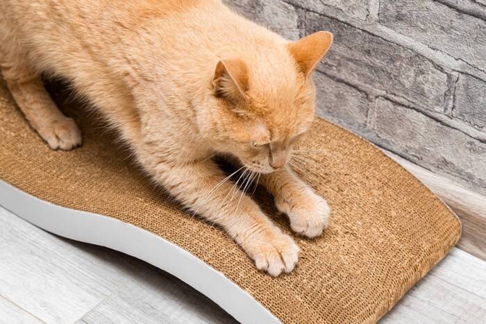 猫のいる家に最適な『壁』3選　傷・汚れに強い素材やキレイを保つ工夫をご紹介