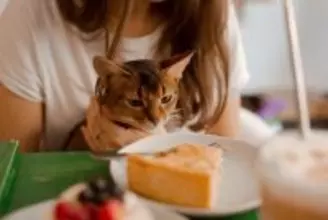 愛情が裏目に…「人間のごはん」で起こる猫のトラブル例【獣医師執筆】