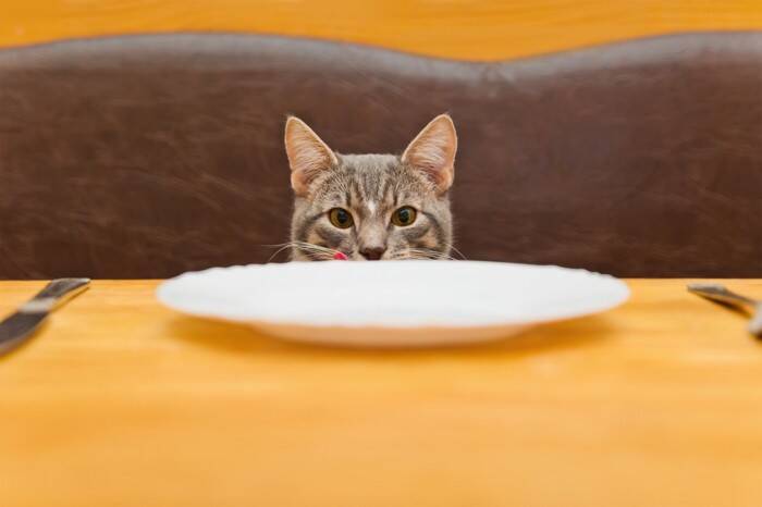 愛情が裏目に…「人間のごはん」で起こる猫のトラブル例【獣医師執筆】
