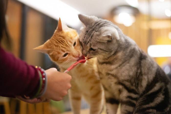 愛情が裏目に…「人間のごはん」で起こる猫のトラブル例【獣医師執筆】