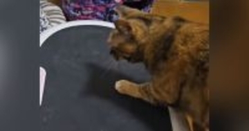 ブルブルマシンの電源を入れたら、『猫』が乗ってきて…飼い主爆笑の『まさかの光景』に「好奇心旺盛ｗ」「笑いが止まらないｗ」の声