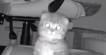 お留守番をしていた子猫→『鍵の音』が聞こえた次の瞬間…カメラがとらえた『可愛すぎる表情』に「帰ってきたニャｗ」「泣けちゃうね」と話題