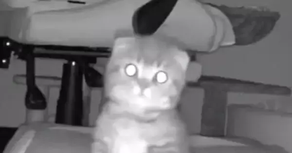 お留守番をしていた子猫→『鍵の音』が聞こえた次の瞬間…カメラがとらえた『可愛すぎる表情』に「帰ってきたニャｗ」「泣けちゃうね」と話題