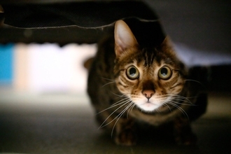 猫が『心を閉ざしている』ときの原因4つ　不信感を持っているサインや信頼を得るためのコツまで