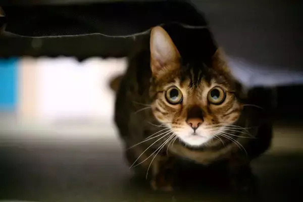 猫が『心を閉ざしている』ときの原因4つ　不信感を持っているサインや信頼を得るためのコツまで