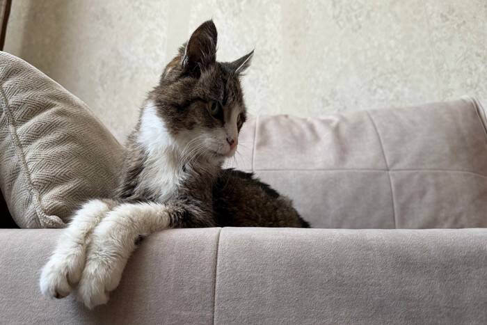 猫が『心を閉ざしている』ときの原因4つ　不信感を持っているサインや信頼を得るためのコツまで