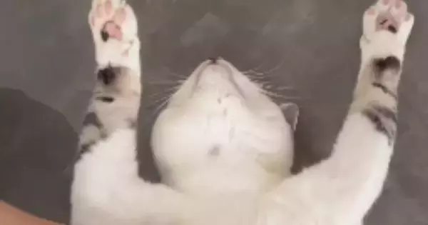 仰向けで『バンザイ寝』をする猫→顔を見た結果…まさかすぎる『表情』に「うっとりしていると思ったら…ｗ」「想像と違ったｗ」と17万再生