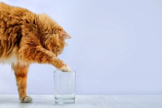 猫が『水を手ですくって飲む』理由4つ　辺りがびしょびしょに…対策方法はある？