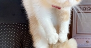 台所に行った猫→おばあちゃんにつかまって…まさかの『表情』に爆笑の声「めっちゃかわいいｗ」「婆ちゃんの強者感が凄いｗ」と10万表示