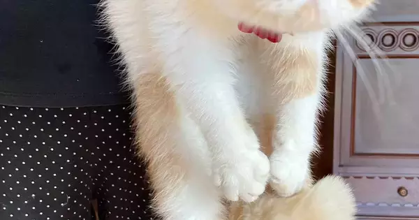 台所に行った猫→おばあちゃんにつかまって…まさかの『表情』に爆笑の声「めっちゃかわいいｗ」「婆ちゃんの強者感が凄いｗ」と10万表示