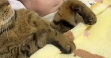 赤ちゃんを見守っていた猫→そのまま寝てしまい…あまりにも尊い『幸せ溢れる光景』が79万再生「頼もしいお兄さんいるｗ」「童話の世界」