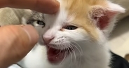 帰りが遅くなった飼い主に……家で待っていた子猫が見せた『可愛すぎる反応』が12万再生「さっさと帰るっしゅ！」「泣けてくるぅぅ」