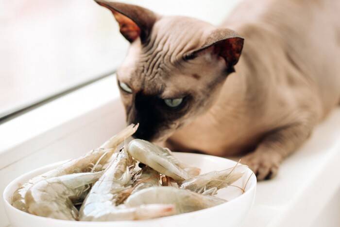 猫に『生（なま）で与えてはいけない食べ物』4選　加熱すればあげても大丈夫？